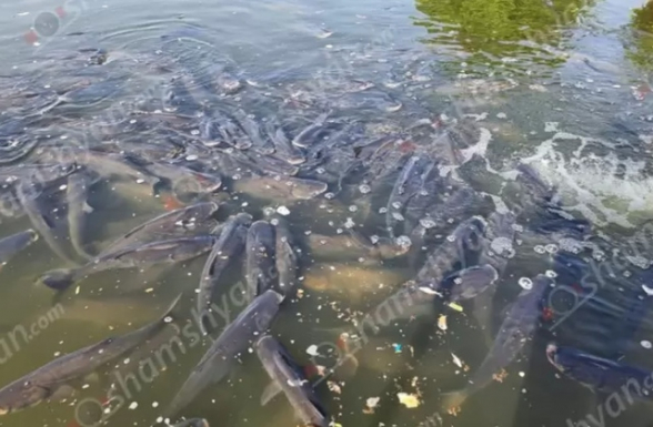 «Թոխմախ գյոլում» հայտնաբերվել են մեծ քանակությամբ սատկած ձկներ